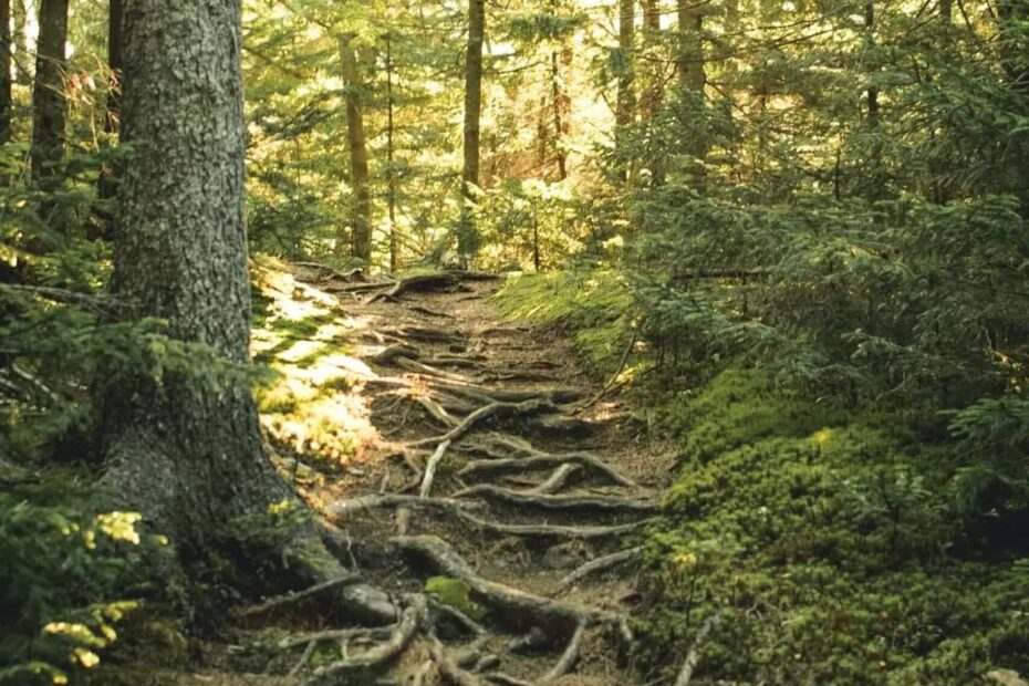 Chemin dans un sous-bois, traversé de racines apparentes